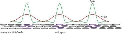 Patterning of the Drosophila retina by the morphogenetic furrow